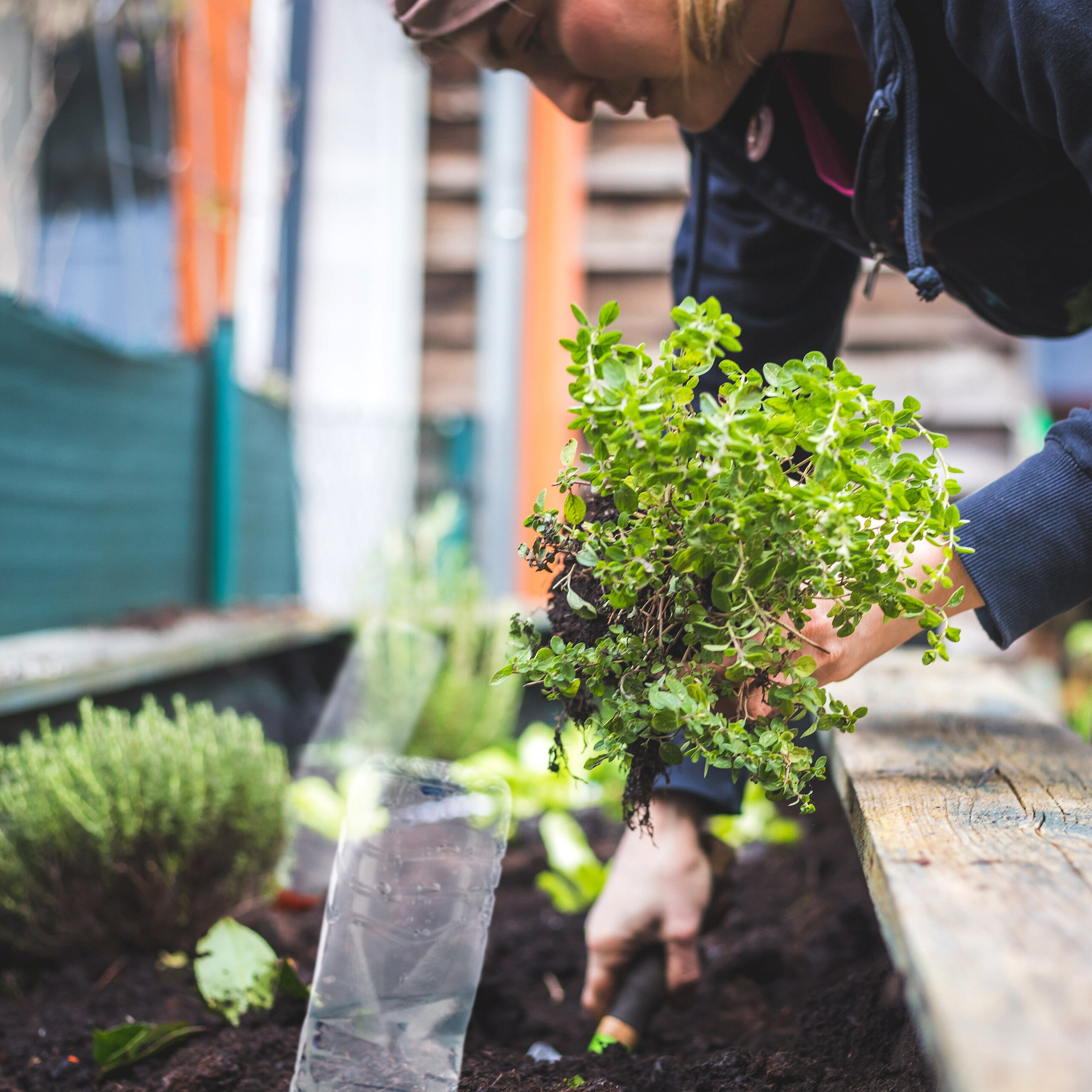 Relaxdays Tonkegel mit Wasserflasche bei der Pflanzenbewässerung im Gartenbeet